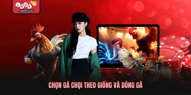 Chọn gà chọi theo giống và dòng gà