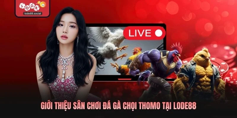 Giới thiệu sân chơi Đá gà chọi thomo tại LODE88